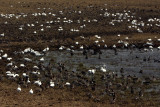 ROSSS, GREATER WHITE-FRONTED, BLUE AND SNOW GEESE.jpg