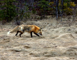 FORAGING.jpg