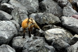 ON THE ROCKS.JPG