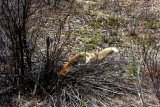 HUNTING A VOLE.JPG