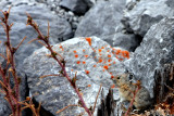 PICA 1.JPG