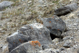 PICA 2.jpg