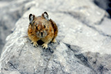 PICA 3.JPG