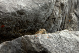 PICA 7.jpg