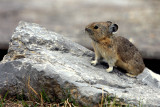 PICA 12.jpg