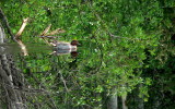 GREEN-WINGED TEAL.JPG