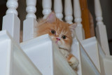 Yogi perched on the stairs