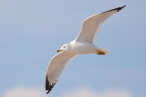 Ring-billed Gull Flight