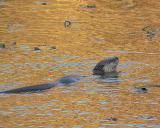 River Otter - Golden Morning