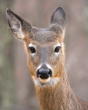What a Deer!