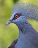 Western Crowned-Pigeon