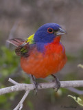 Painted Bunting (Passerina ciris)