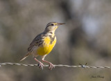 Western Meadowlark