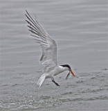 Elegant Tern catching fish
