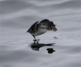 Cassins Auklet