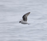 Fork-tailed Storm-petrel