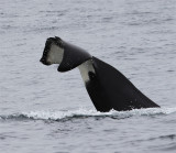 Orca-flukes.jpg