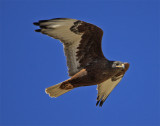 Dark-morph Ferruginous Hawk