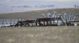 Future of Carrizo Plain