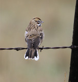 Lark Sparrow