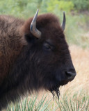 Bison Portrait