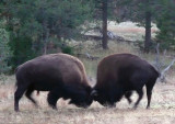 Bison Battle