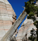 A Tree Grows in New Mexico