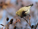 Siskin