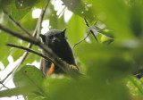 Golden-handed Tamarin