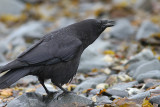 Northwestern Crow