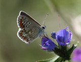 Brown Argus