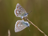 Common Blue