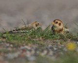 Snow Bunting