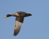 Yellow-billed Duck