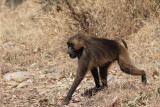 Gelada Baboon