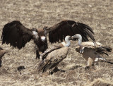 Lappet-faced and Rppells Vulture