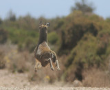 Ethiopian Klipspringer