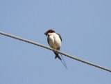 Wire-tailed Swallow