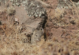 Unstriped Grass Rat