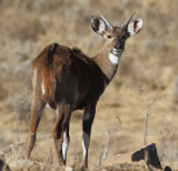 Meneliks Bushbuck