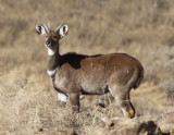 Meneliks Bushbuck