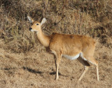 Bohor Reedbuck