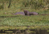 Hippopotamus 