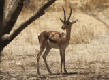 Grants Gazelle