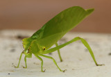 Katydid