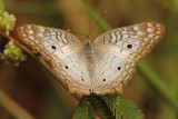 White Peacock