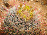 1Barrel Cactus.jpg