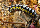 1Caterpillar.jpg