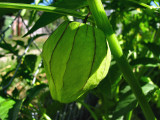 1Tomatillo Husk.jpg