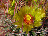 Barrel Cactus Blossom